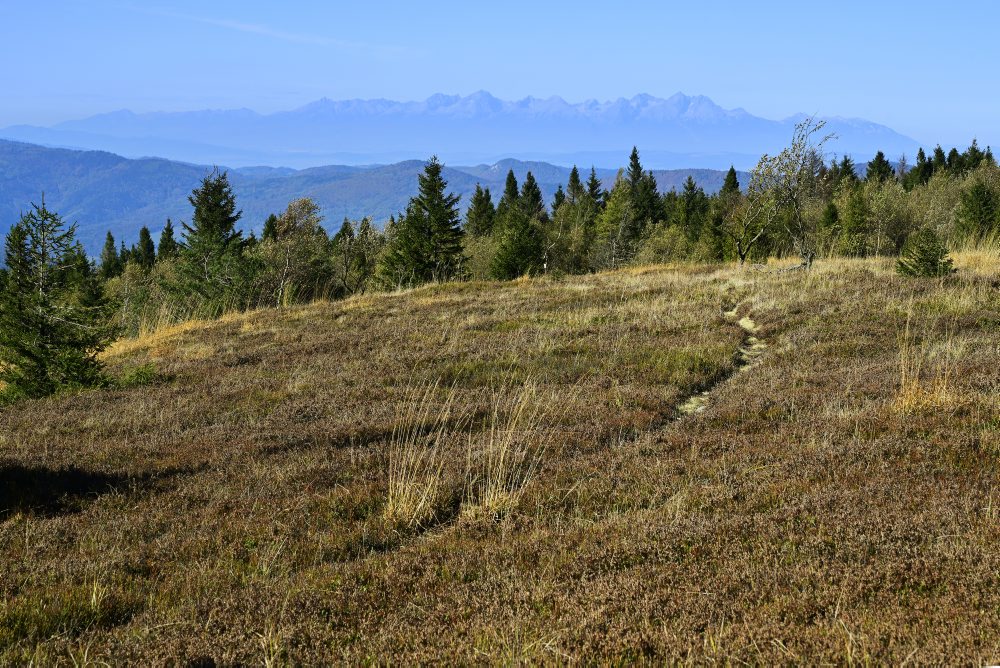 Vysoké Tatry z Kojšovskej hole