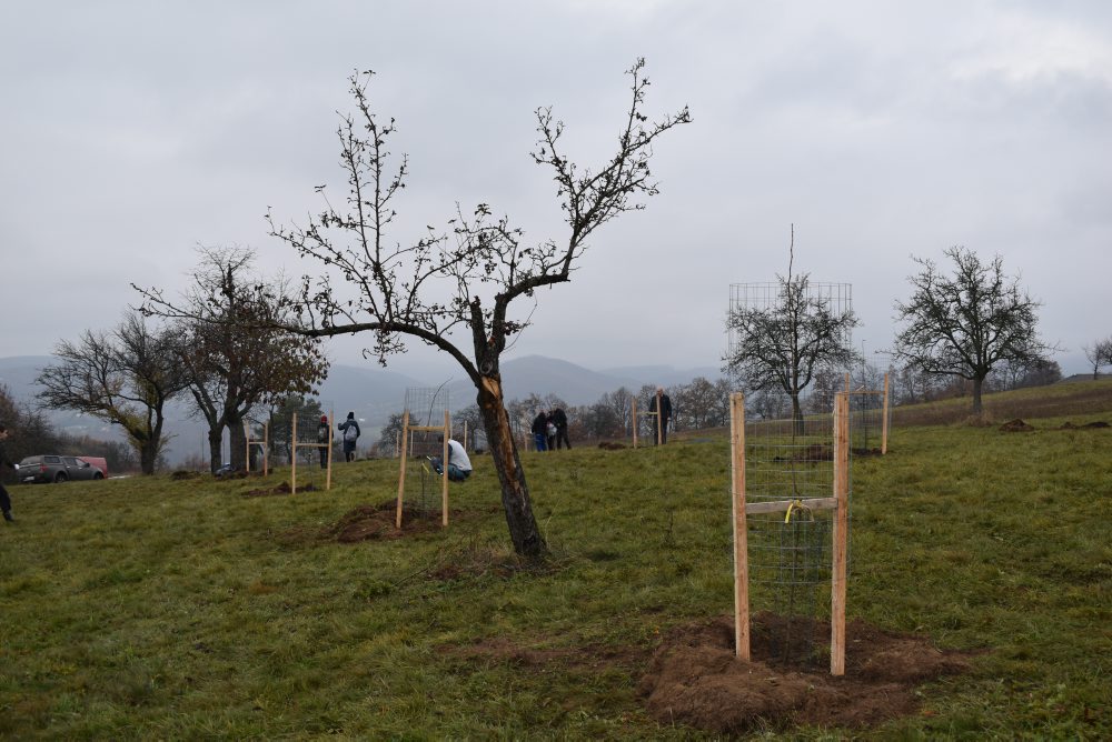 Krupina: Mestský sad sa rozrástol o desiatky ovocných drevín starých odrôd