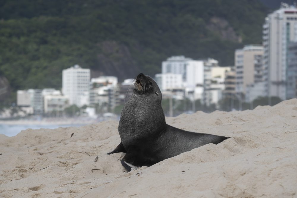 Tuleň na pláži v brazílskom Riu de Janeiro