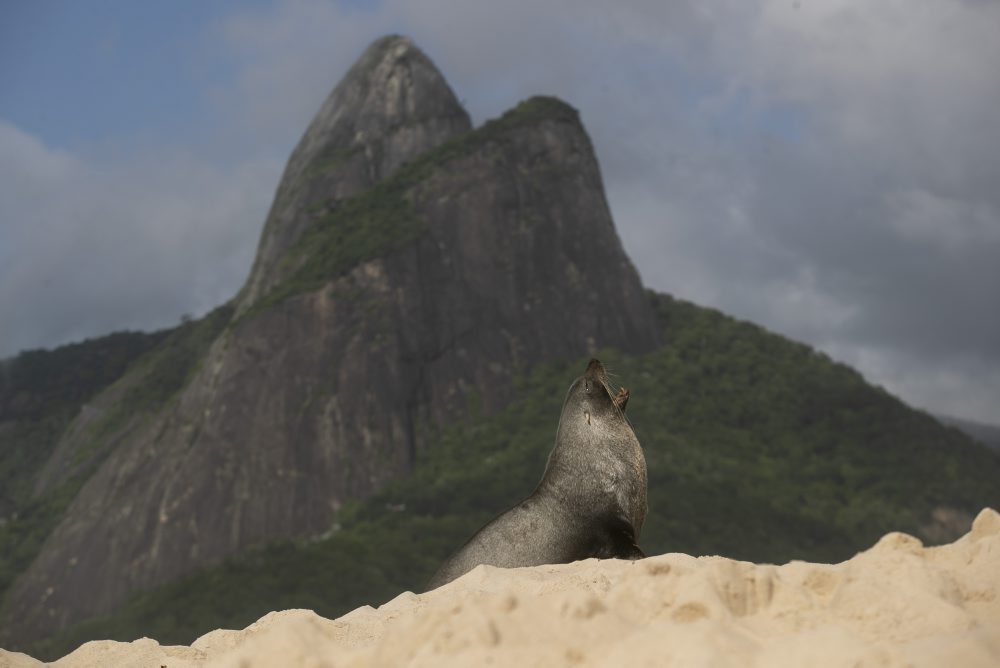 Tuleň na pláži v brazílskom Riu de Janeiro