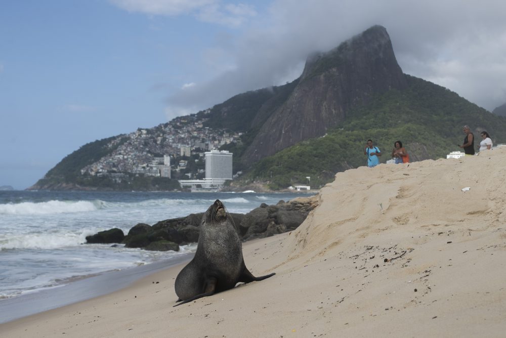 Tuleň na pláži v brazílskom Riu de Janeiro