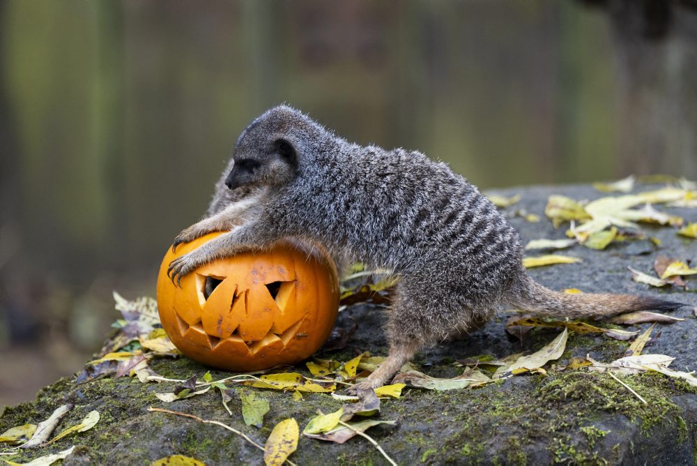 Halloween v zoologickej záhrade