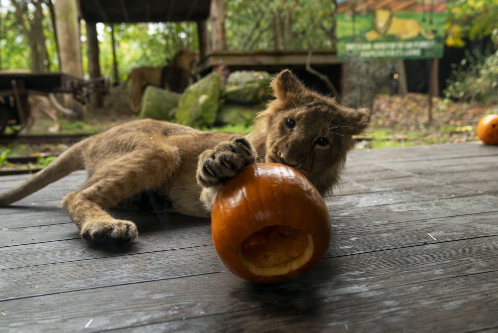 Halloween v zoologickej záhrade