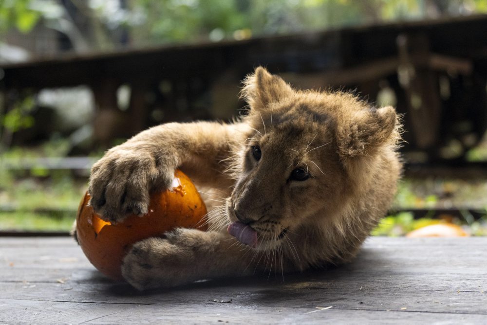 Halloween v zoologickej záhrade