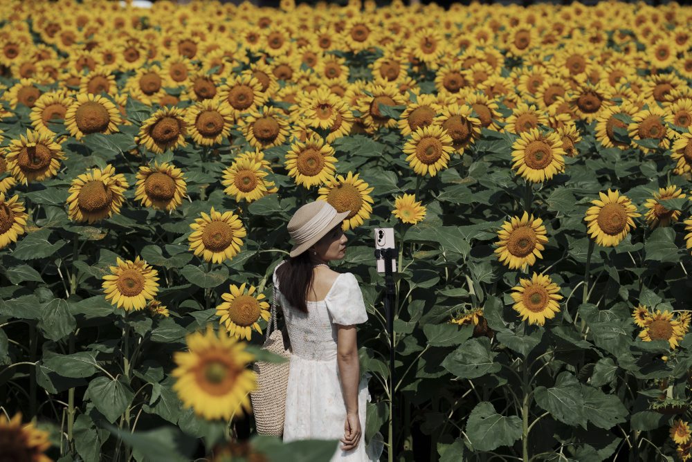 Turistka si robí selfie pri kvitnúcich divokých kvetoch a slnečniciach v Olympijskom lesnom parku v Pekingu