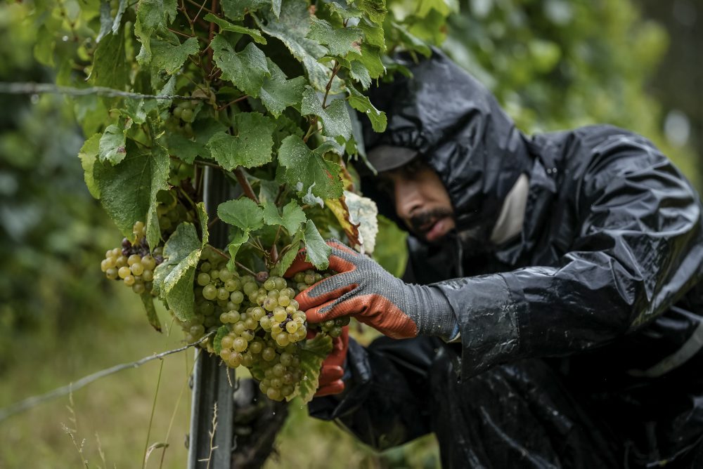 Zber hrozna vo francúzskom regióne Burgundsko 