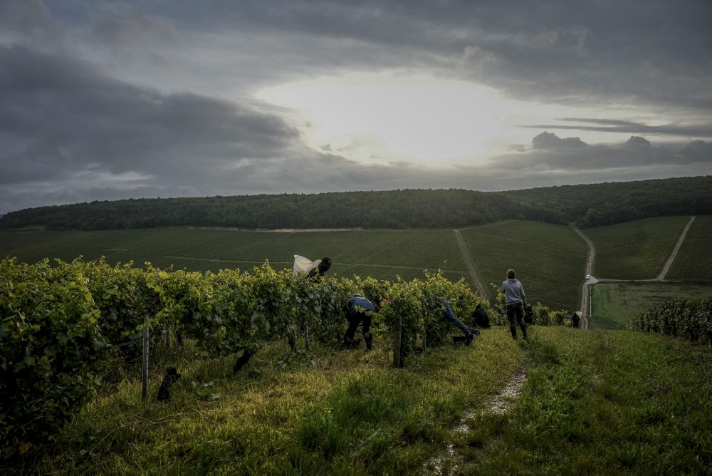 Zber hrozna vo francúzskom regióne Burgundsko 