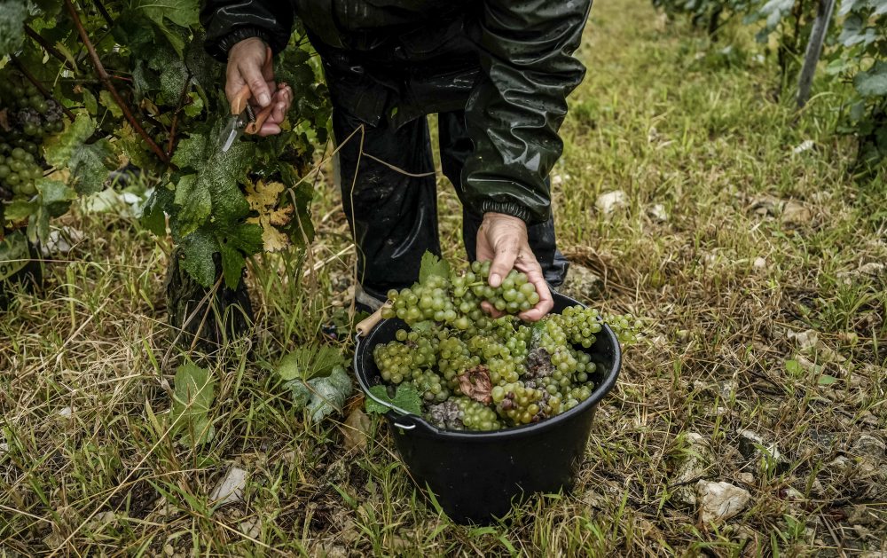 Zber hrozna vo francúzskom regióne Burgundsko 