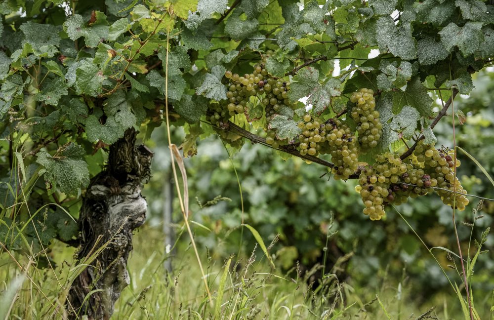 Zber hrozna vo francúzskom regióne Burgundsko 