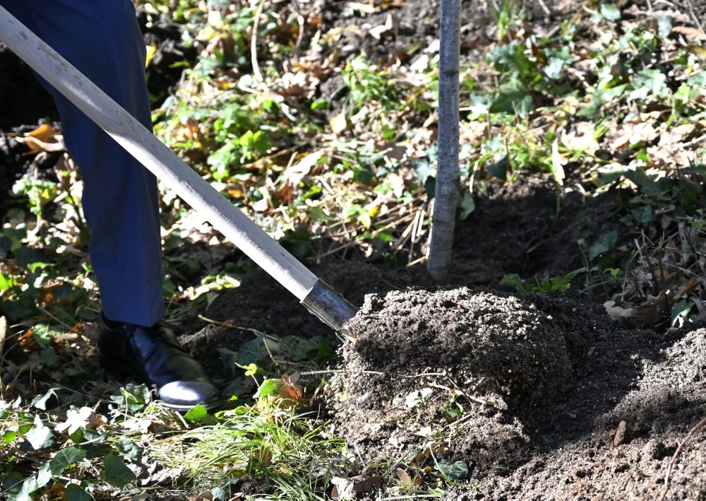 Exprezident Rudolf Schuster počas vysadenia prvého stromu do Aleje významných osobností v Botanickej záhrade UPJŠ v Košiciach