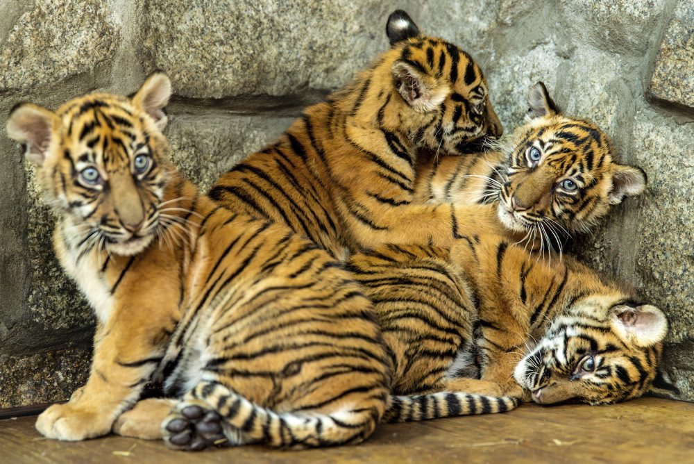 Mláďatá tigra sumatranského v zoologickej záhrade vo Vroclave 