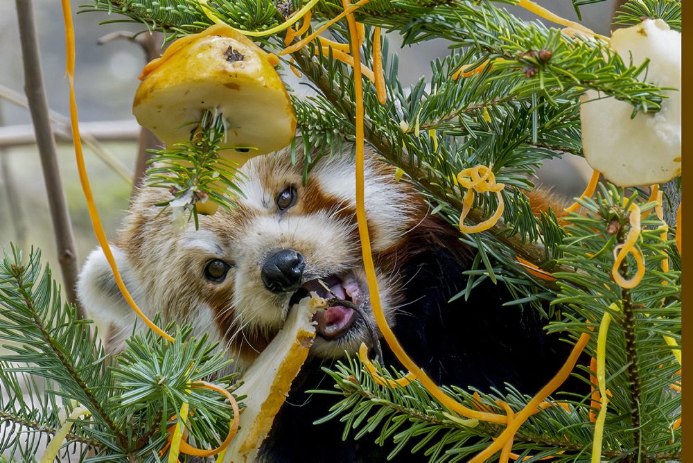 Panda červená v ZOO Schönbrunn vo Viedni