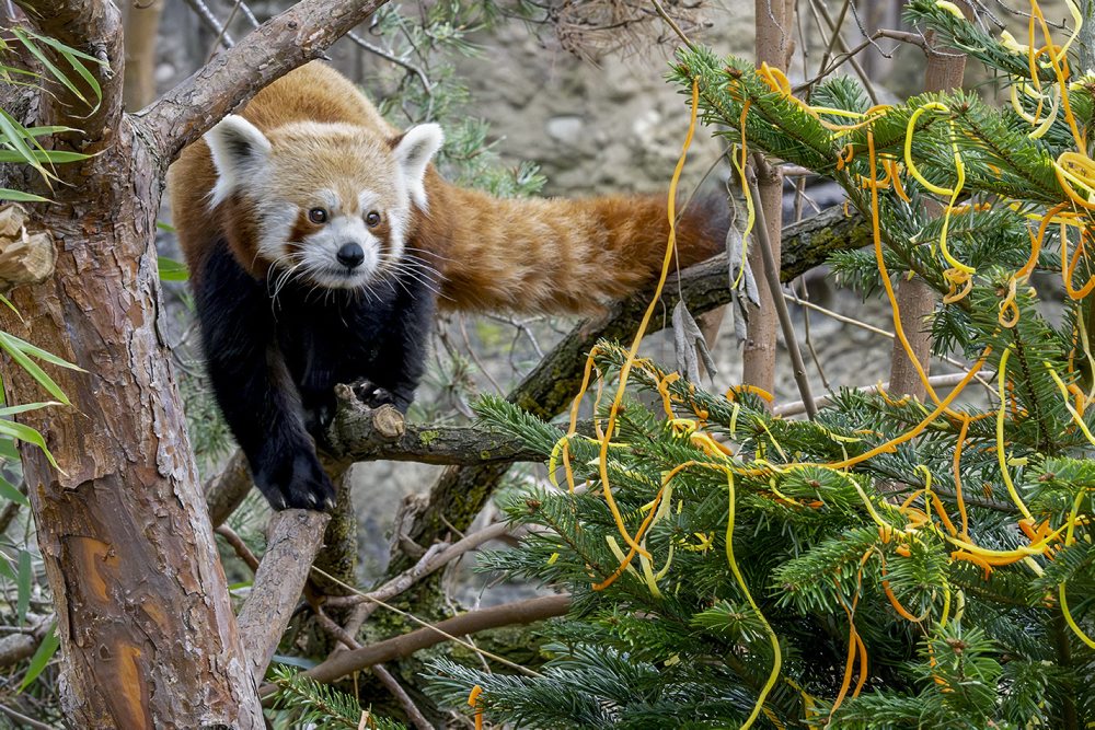 Panda červená v ZOO Schönbrunn vo Viedni