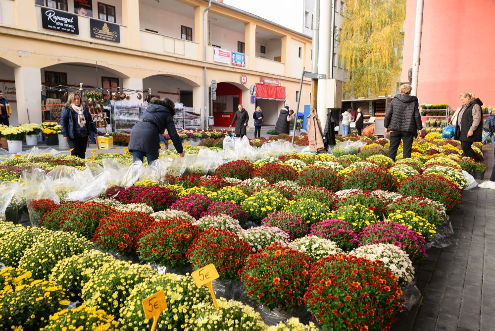 Ponuka chryzantém v mestskej tržnici v Nitre