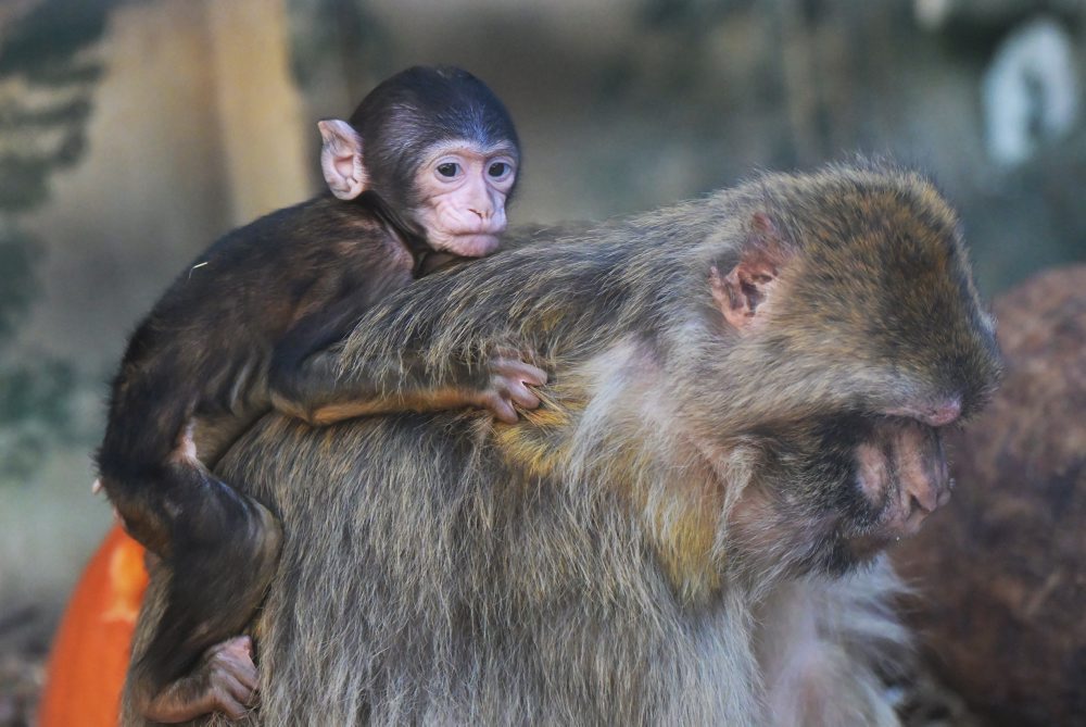 Opičky makaka magota v košickej zoo