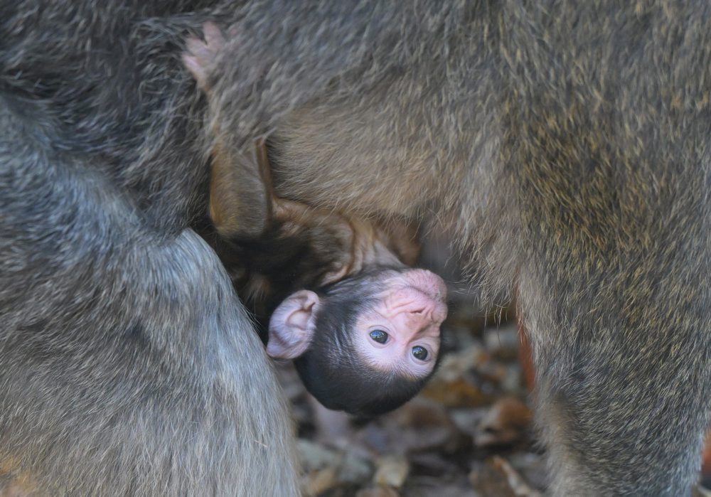 Opičky makaka magota v košickej zoo