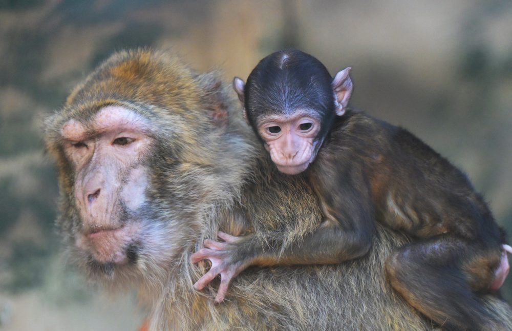 Opičky makaka magota v košickej zoo