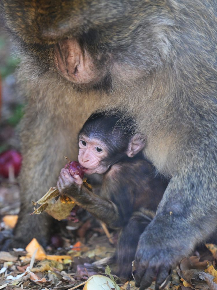 Opičky makaka magota v košickej zoo