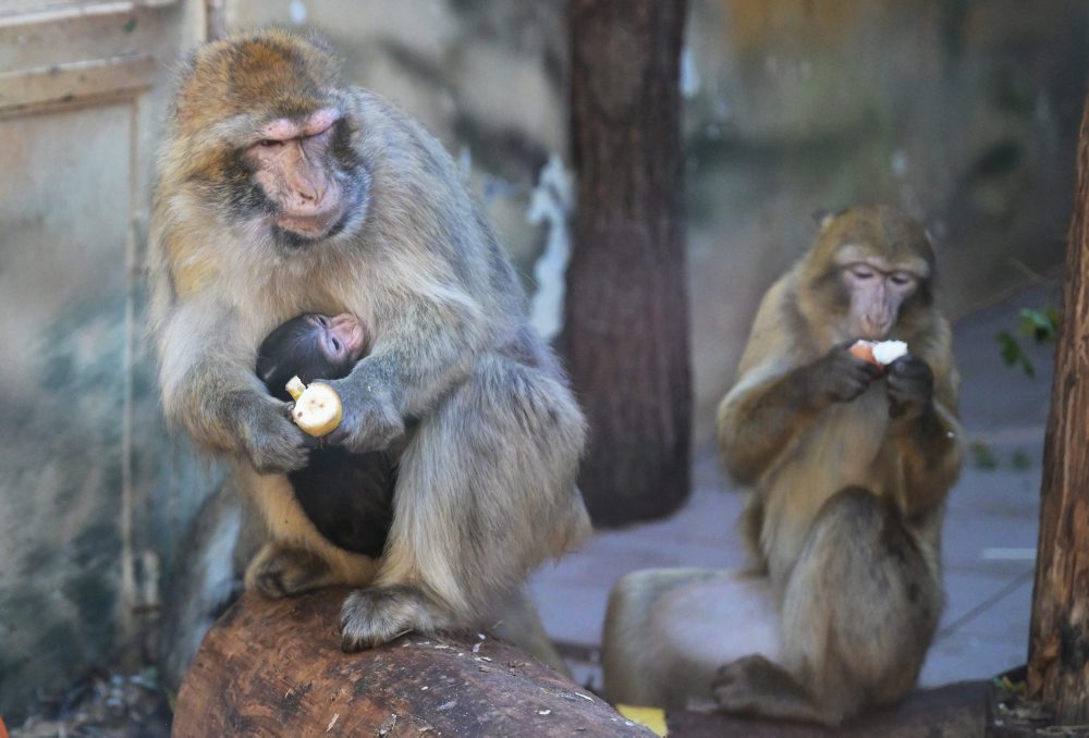 Opičky makaka magota v košickej zoo