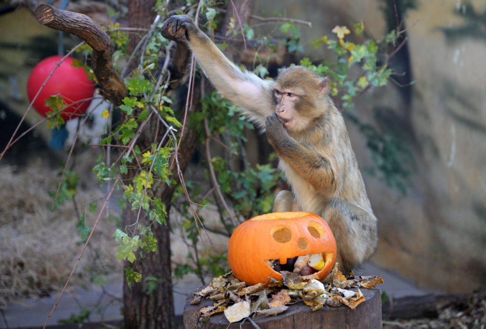 Zoo v Košiciach 