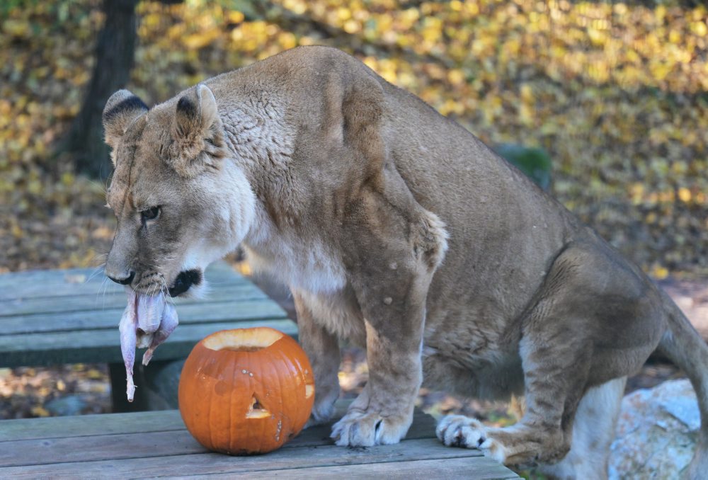 Zoo v Košiciach 