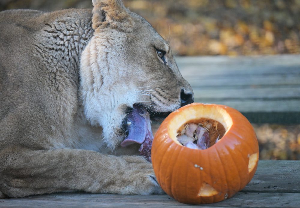 Zoo v Košiciach 