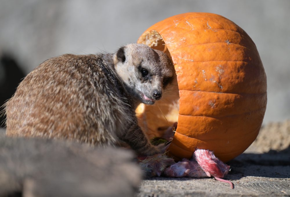 Zoo v Košiciach 