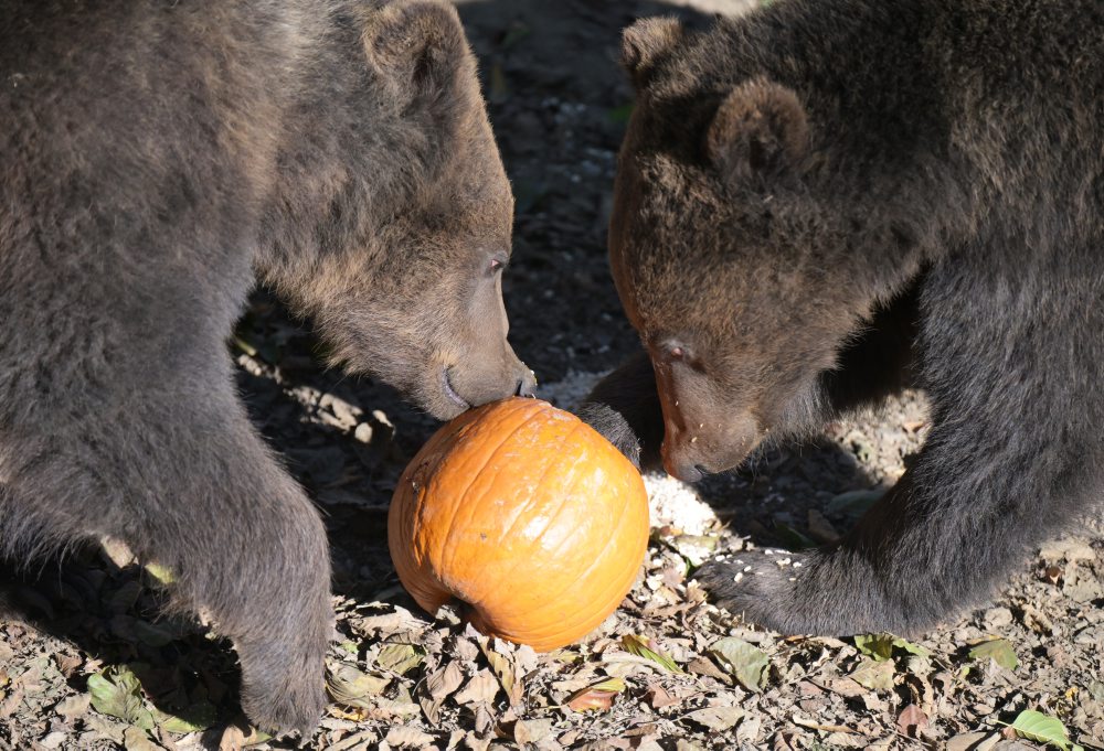 Zoo v Košiciach 