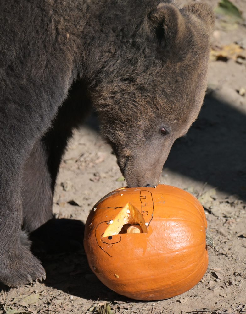 Zoo v Košiciach 